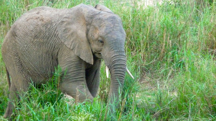 Elephant in Borneo