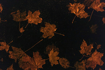 Autumn, rains, fallen leaves on asphalt, background