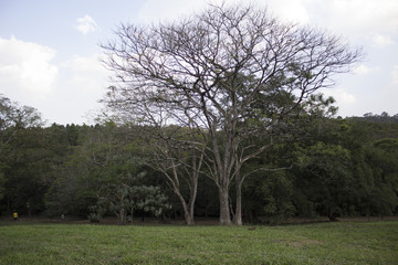 tree in field
