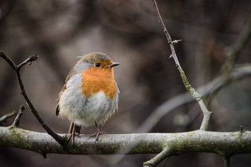 Robin