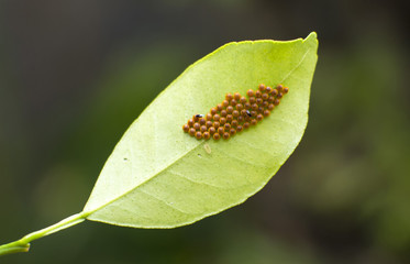 Eggs of the Red-spotted Swallowtail butterfly Heraclides anchisiades on an Orange leaf being parasitized