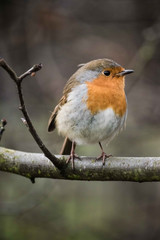 Robin