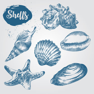 Set of Hand drawn Sea Shells sketch isolated on white background. Collection of realistic various mollusk sea shells different forms  sketch elements vector illustration