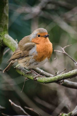 Robin