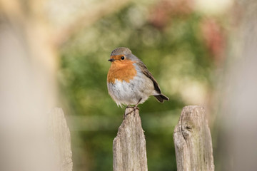 Robin