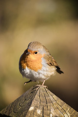 Robin