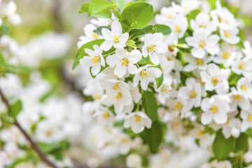 Spring blossoms tree

