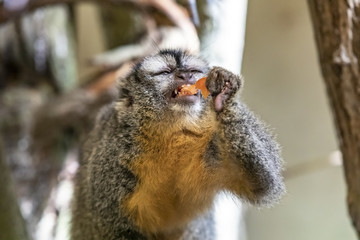 
Funny monkey face
