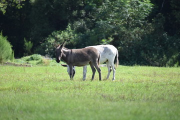 Mini-donkeys