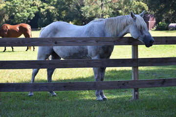 Dapple gray Appaloosa mare by fence in shade