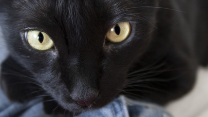Gato negro. primer plano y cariñoso. suerte y superstición © eva