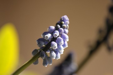 Muscari