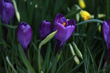Crocus
