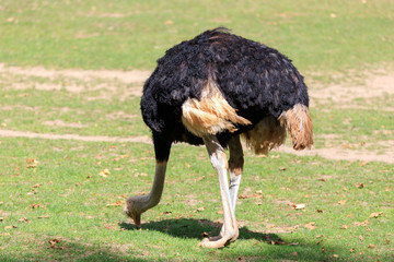 ostrich in the grass