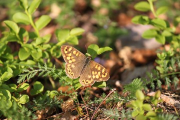 una passeggiata nel bosco
