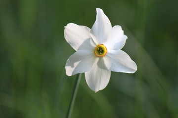 una passeggiata nel bosco