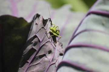 una passeggiata nel bosco