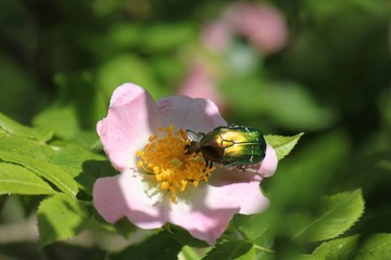 La rosa canina