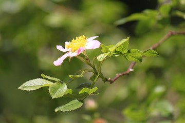 La rosa canina
