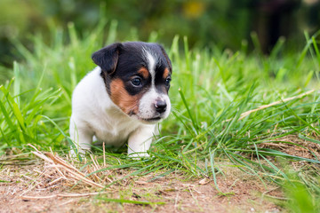 A few week old puppies run around the garden.