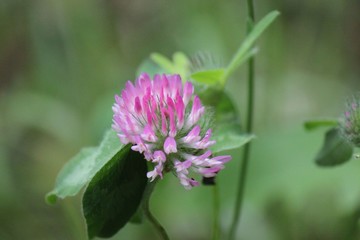 una passeggiata nel bosco