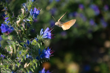 Hawk moth collects pollen from blue