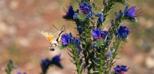 Hawk moth collects pollen from blue