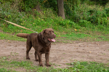 Brown big labrador on natural background