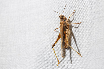 Tiny and ugly brown grasshopper hanging on white fabric of a curtain. Bugs at home.