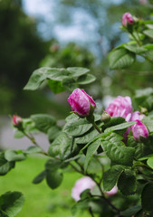 bush with roses