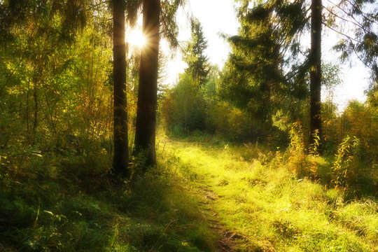 forest landscape. mixed wood two ate the sun through trees footpath in the forest.