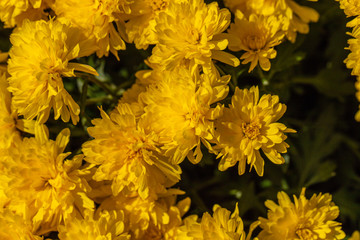 Yellow Flowers in Late Summer