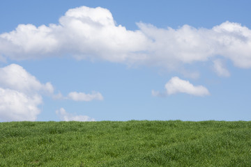 Fototapeta na wymiar fondo de prado verde y cielo azul