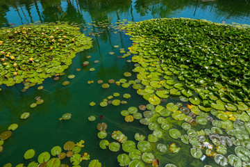 Water Lillies on the Lake