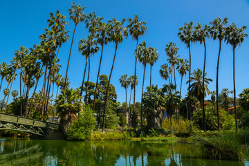 Obraz premium Sunnys Skies and Palm Trees