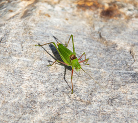 Grasshopper on a stone