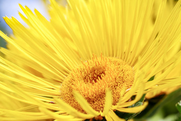 Flower of Elecampane (Inula Helenium), a medicinal herb used for the treatment of coughs and lung diseases