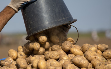 Potato harvest in field