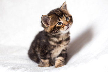 Chaton