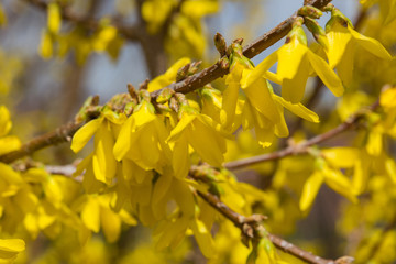 forsythia