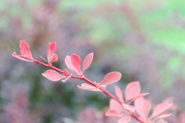 Red leaves on a branch. Autumn blossom. Close-up photo.