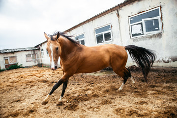 Horse in the nature, horseback riding