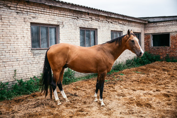 Naklejka na ściany i meble Horse in the nature, horseback riding