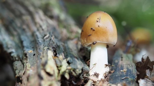 The Tawny Grisette mushroom covered in mites
