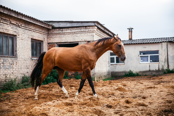 Horse in the nature, horseback riding