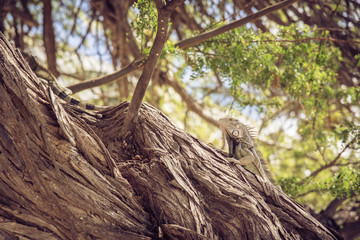 Iguana on a tree trunk