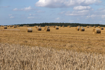 zboże