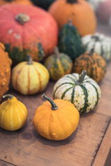 Different varieties of squashes and pumpkins on wooden background, Thanksgiving postcard concept