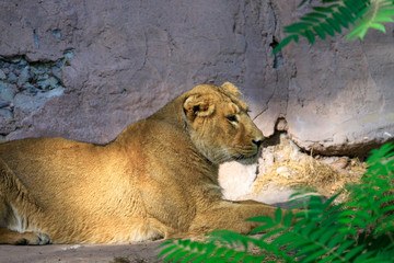 Obraz premium lioness