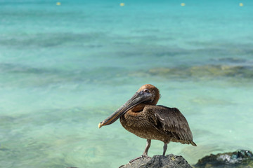Close up of a Pelican on a cliff